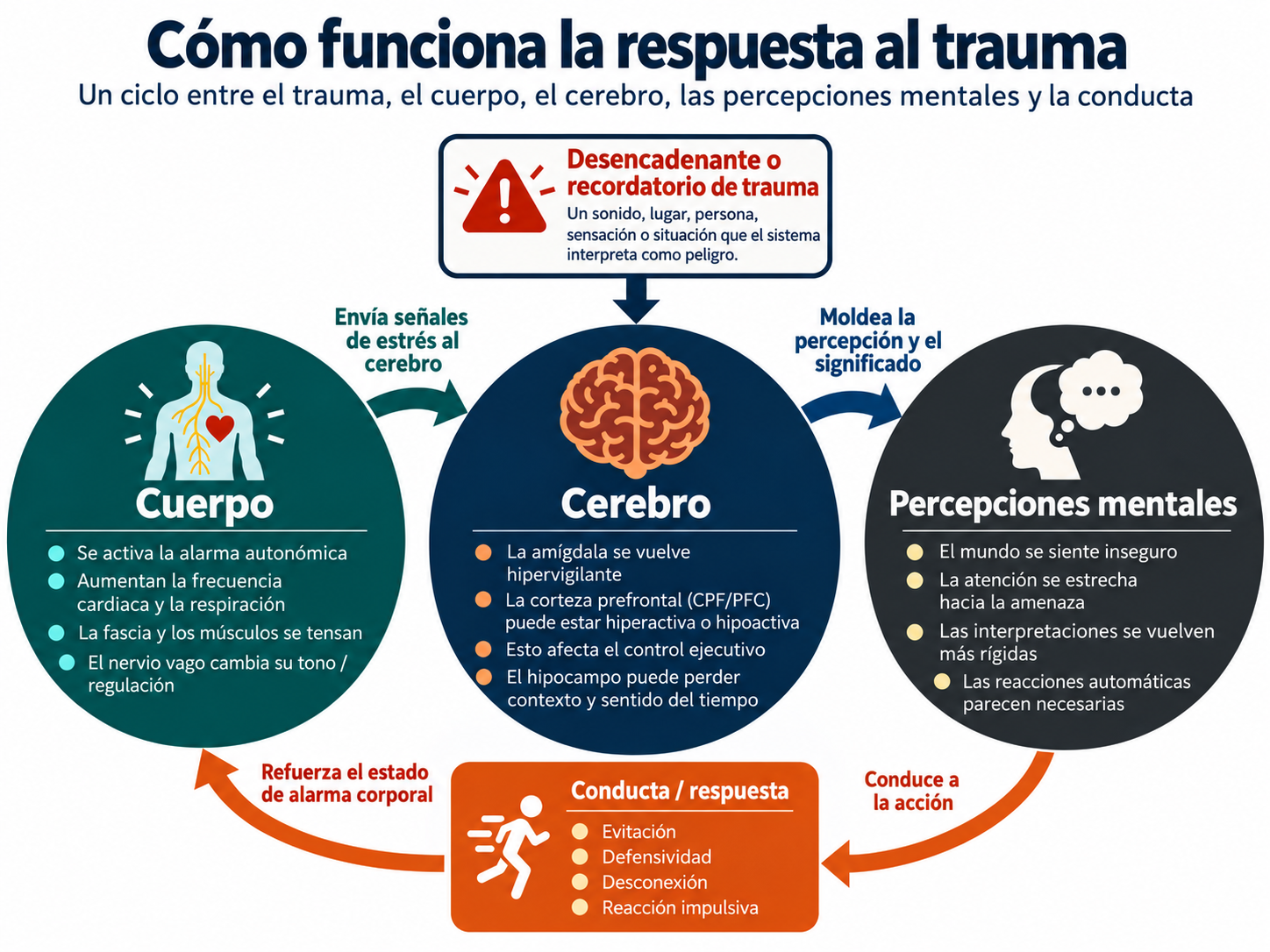Diagrama del ciclo de la respuesta al trauma: un desencadenante influye en el cuerpo, el cerebro, las percepciones y la conducta, que pueden reforzar la alarma corporal.